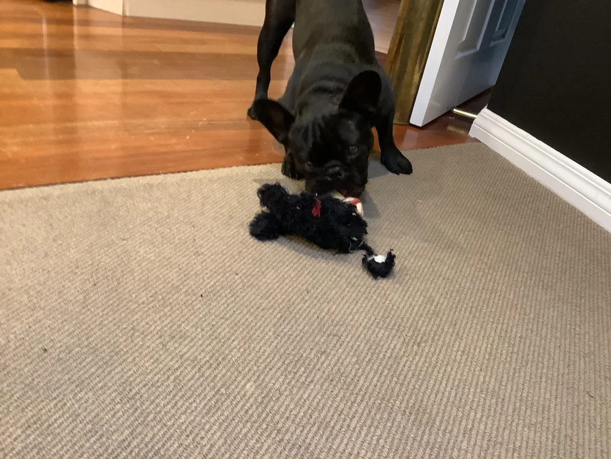 Frankie, photo 4