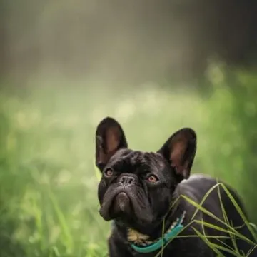 Photo of Frankie