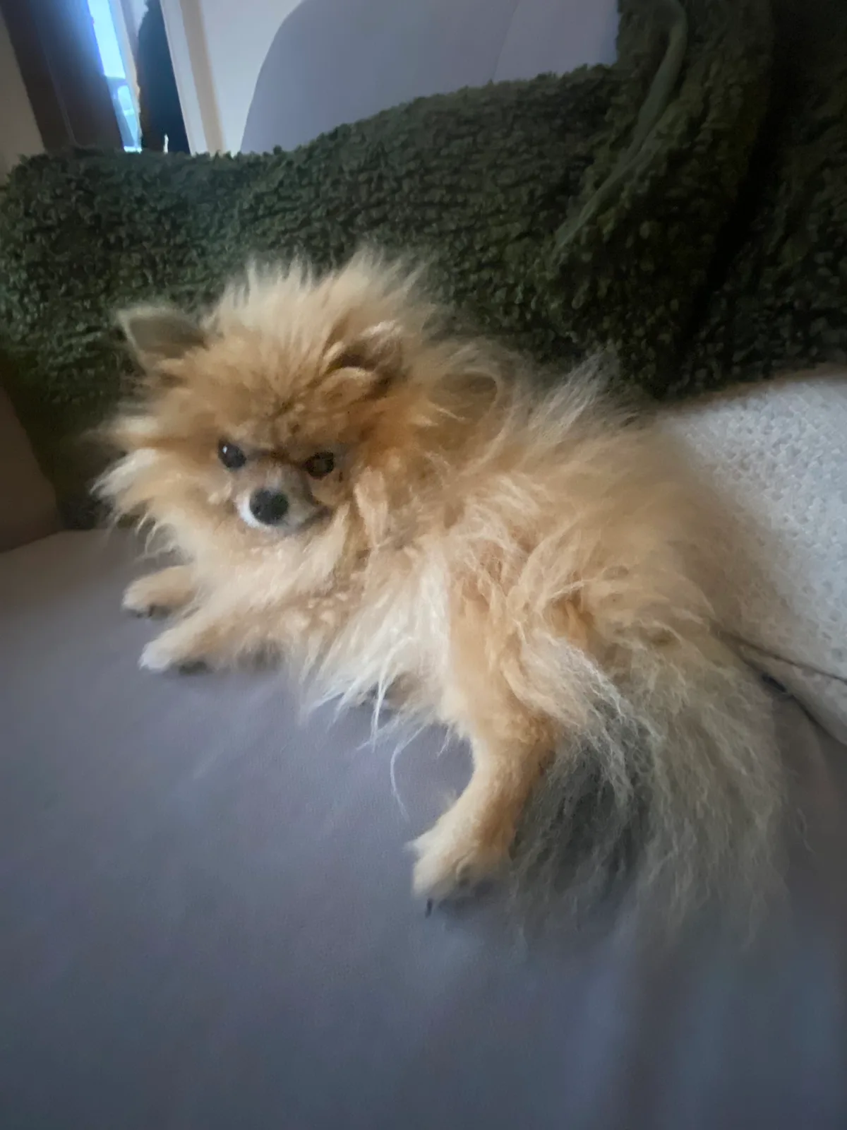 Dottie, photo 2