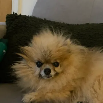 Photo of Dottie
