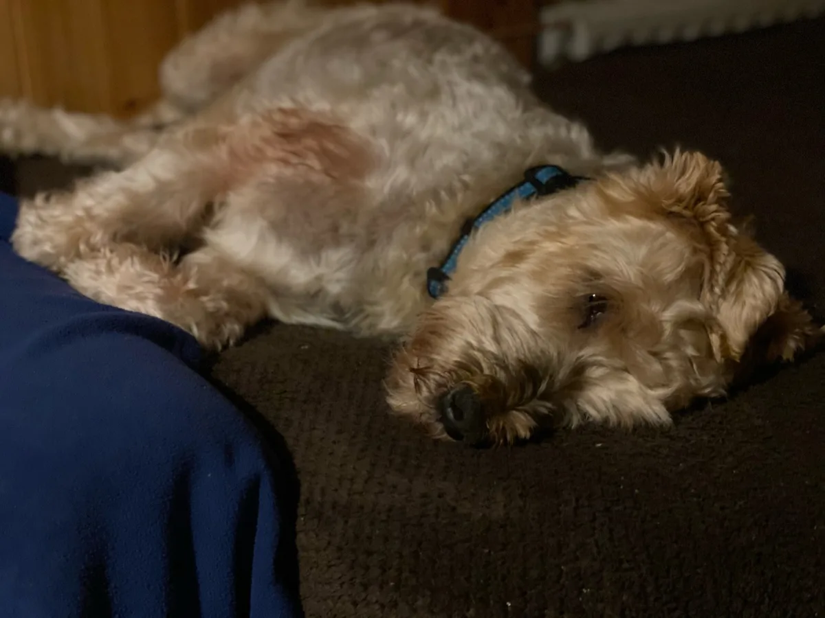 Steve, photo 2