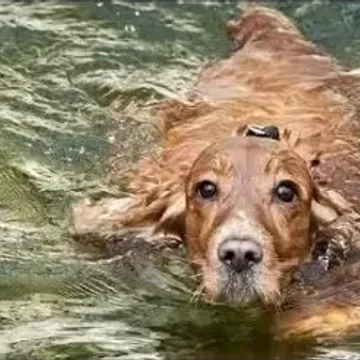 Photo of Honey