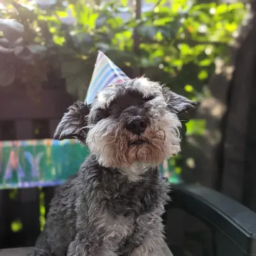 Photo of Rufus