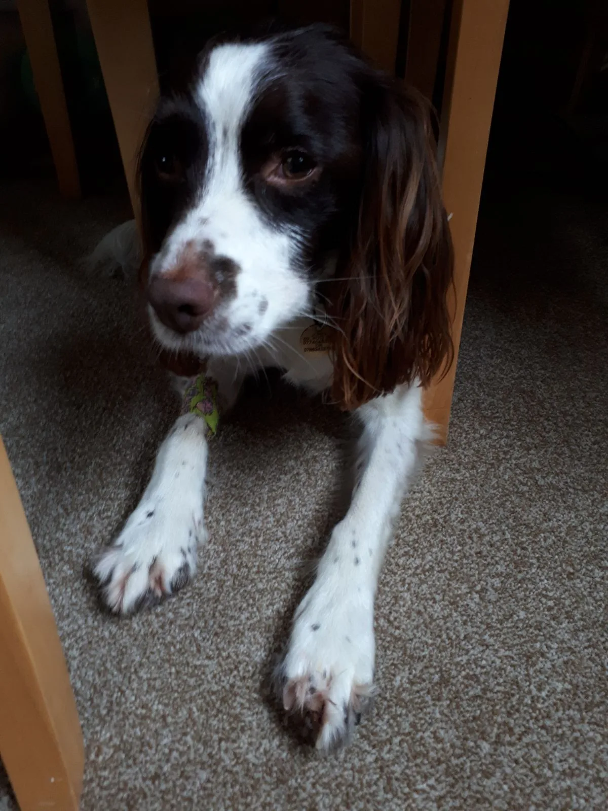Nala, photo 2
