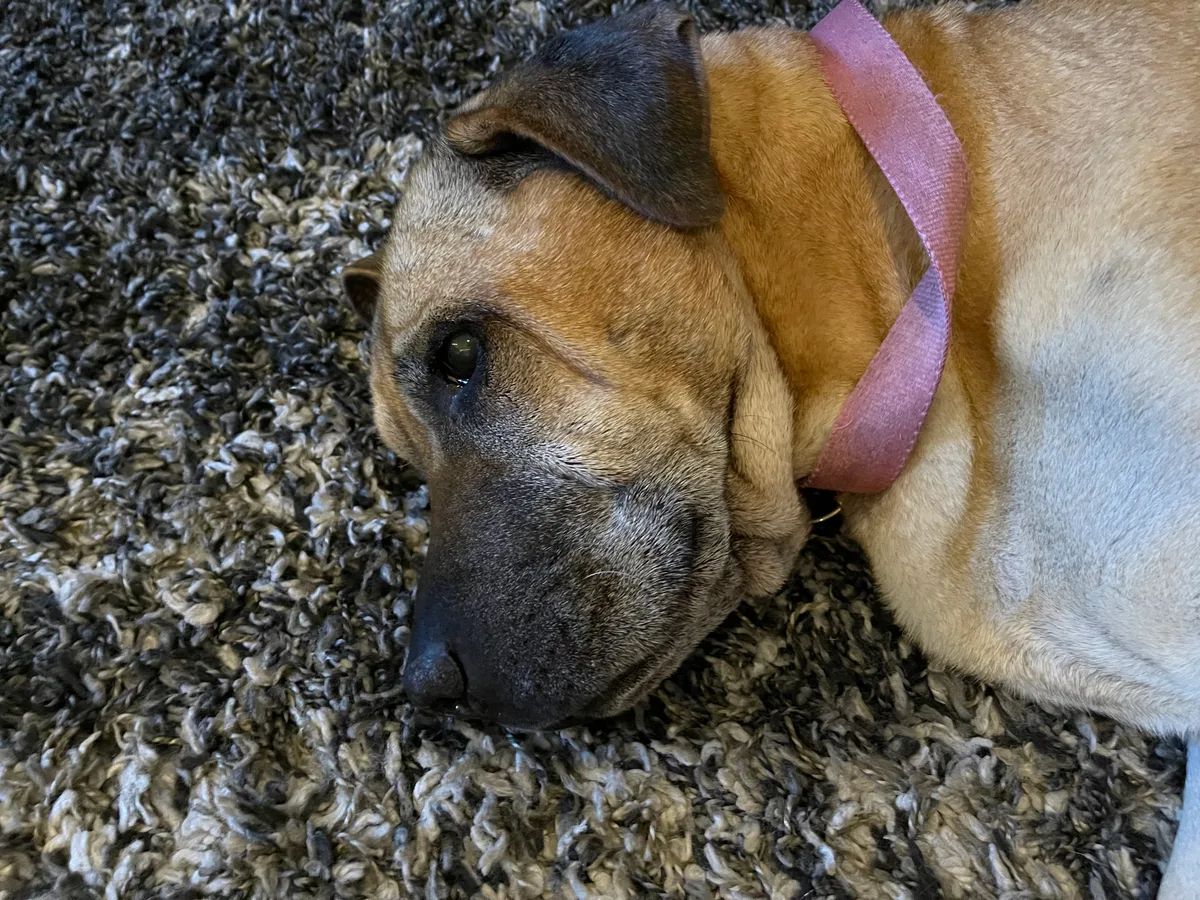 Buttercup, photo 2