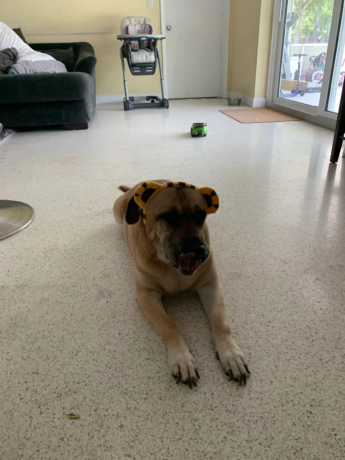 Buttercup, photo 4