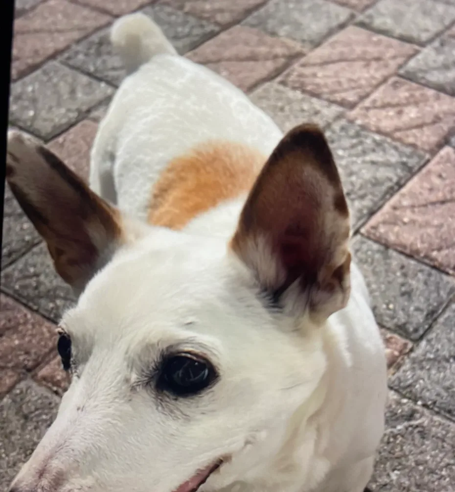 Portrait of Patch