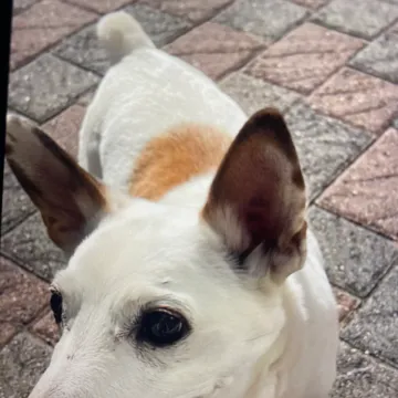 Photo of Patch