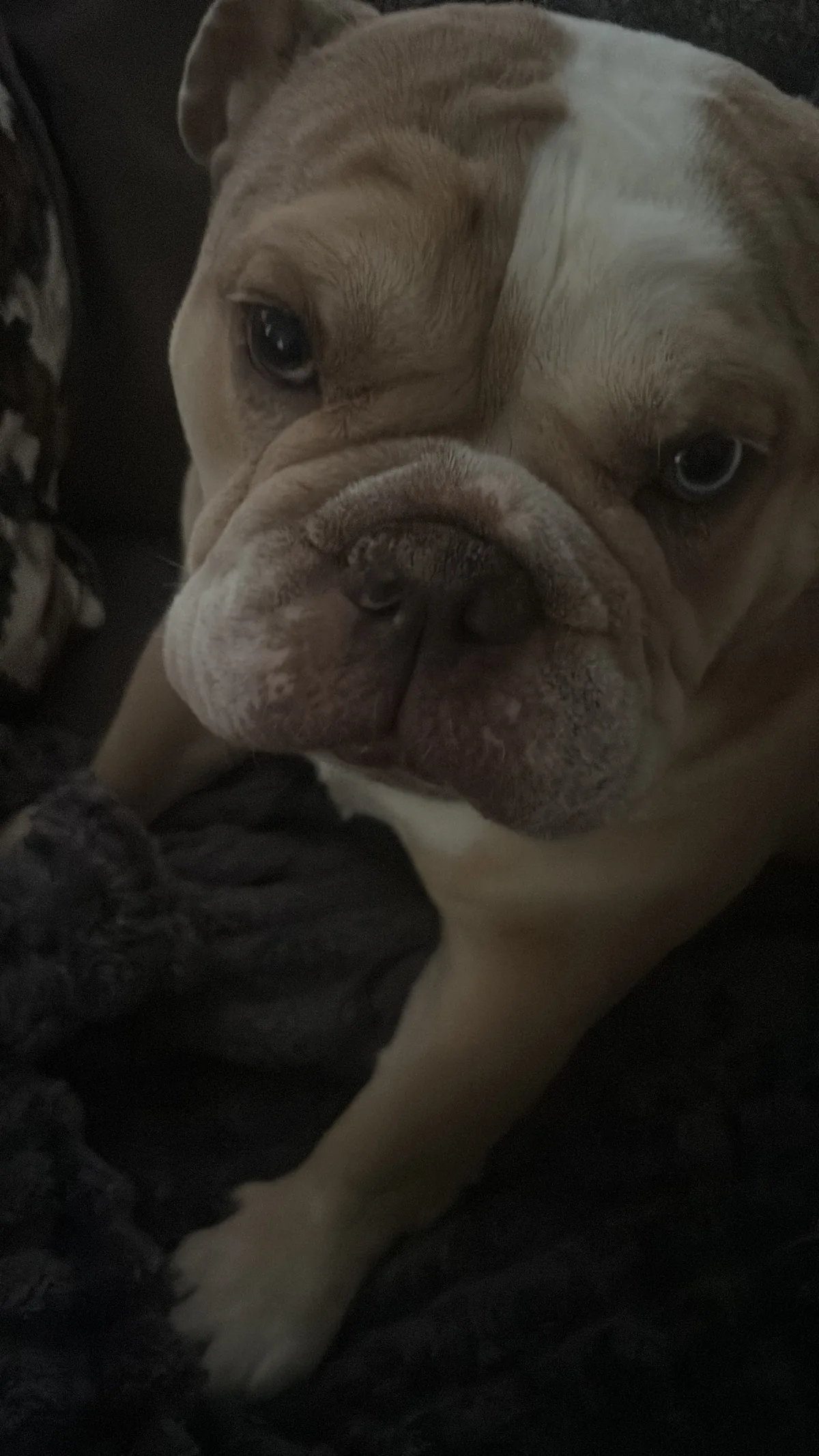 Nellie, photo 2