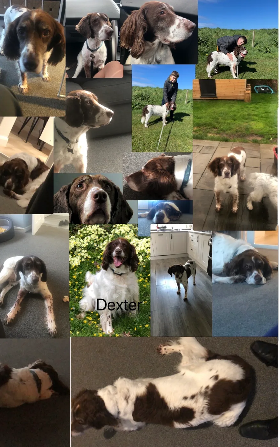 Dexter, photo 2