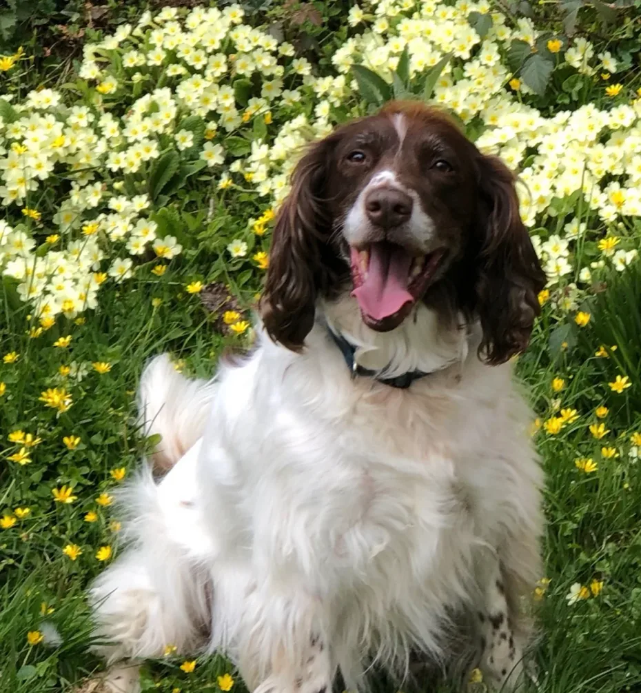 Portrait of Dexter