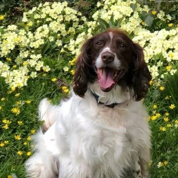 Photo of Dexter