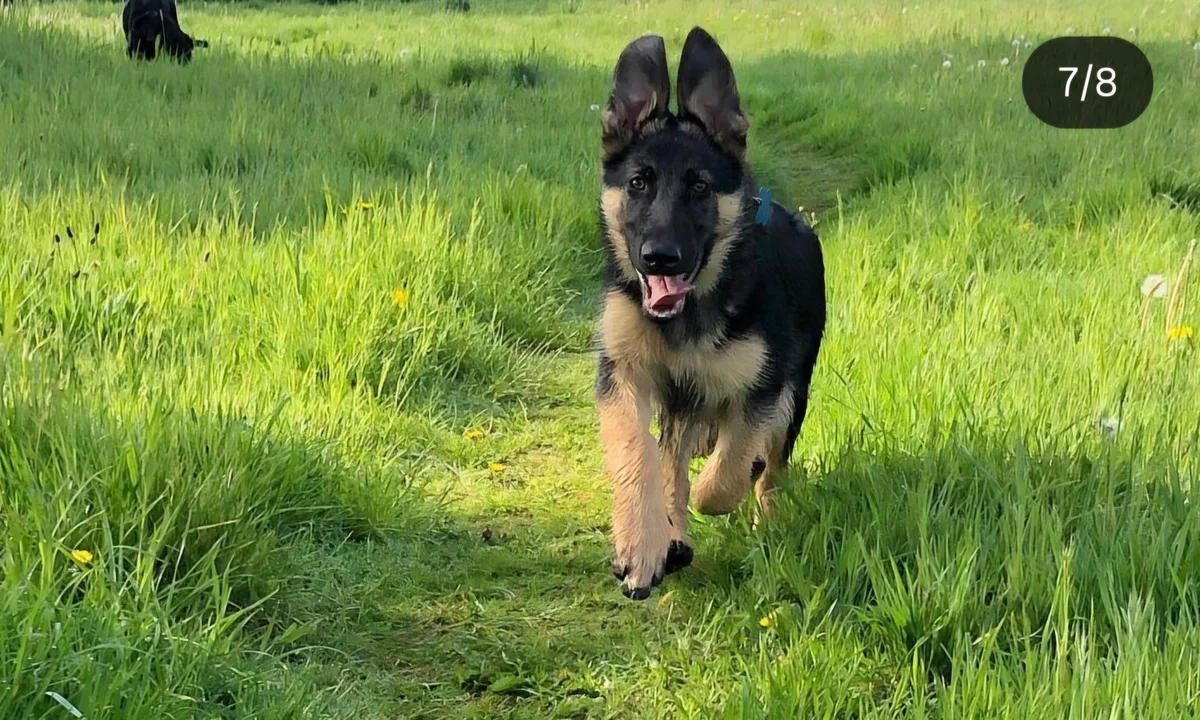 Jax, photo 4