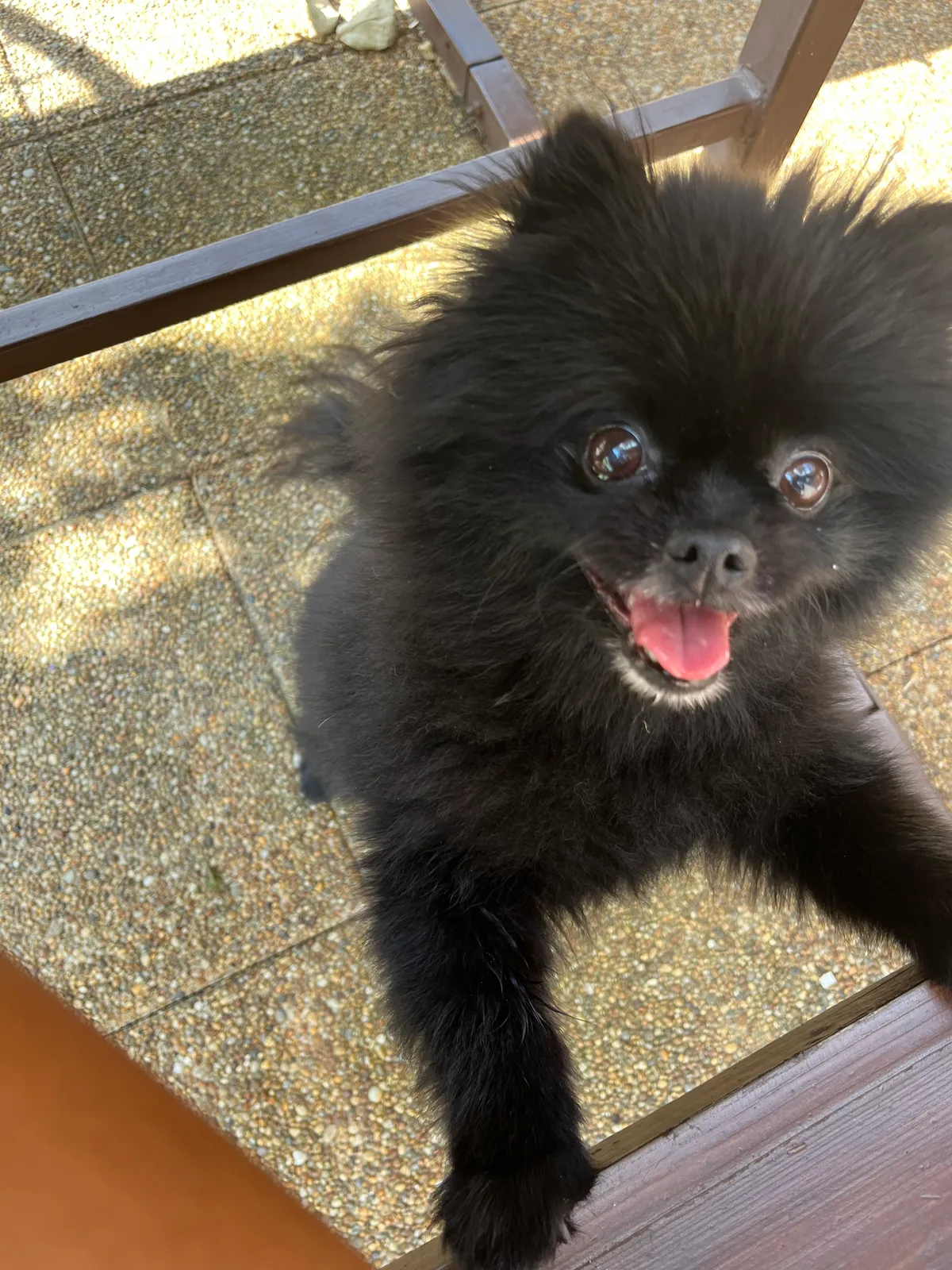 Pepper, photo 3