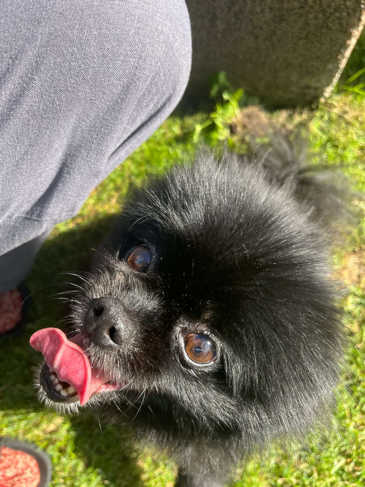 Pepper, photo 4