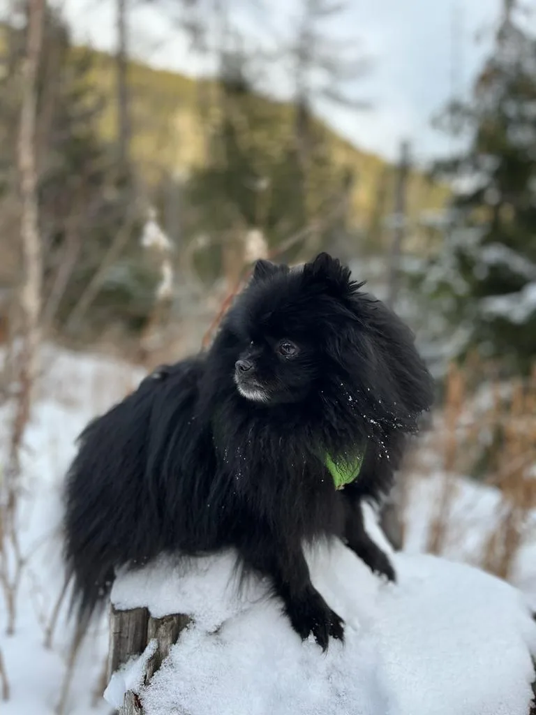 Pepper, photo 5