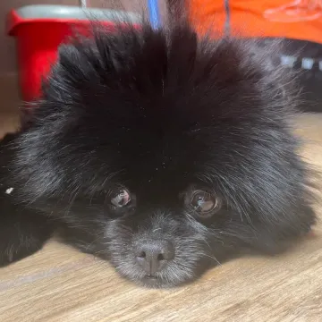 Photo of Pepper