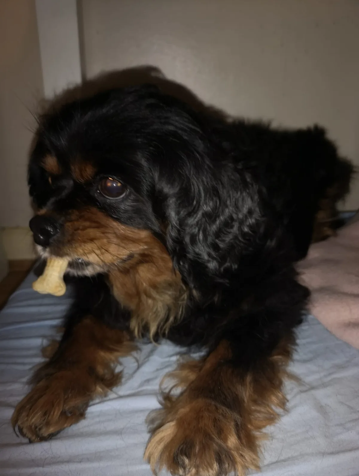 Rosie, photo 2