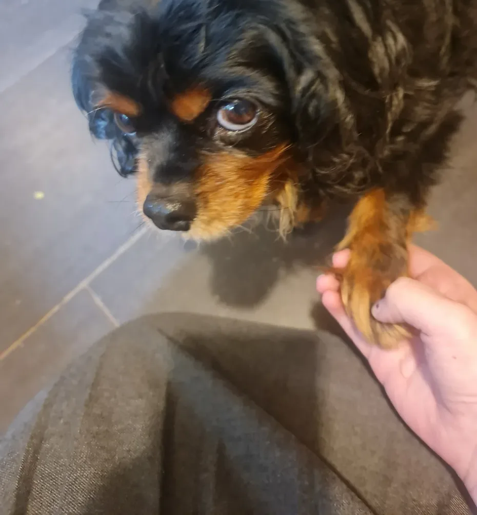 Portrait of Rosie