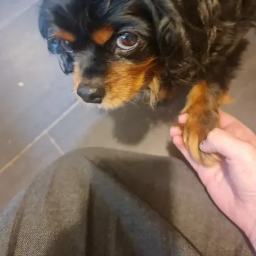 Photo of Rosie