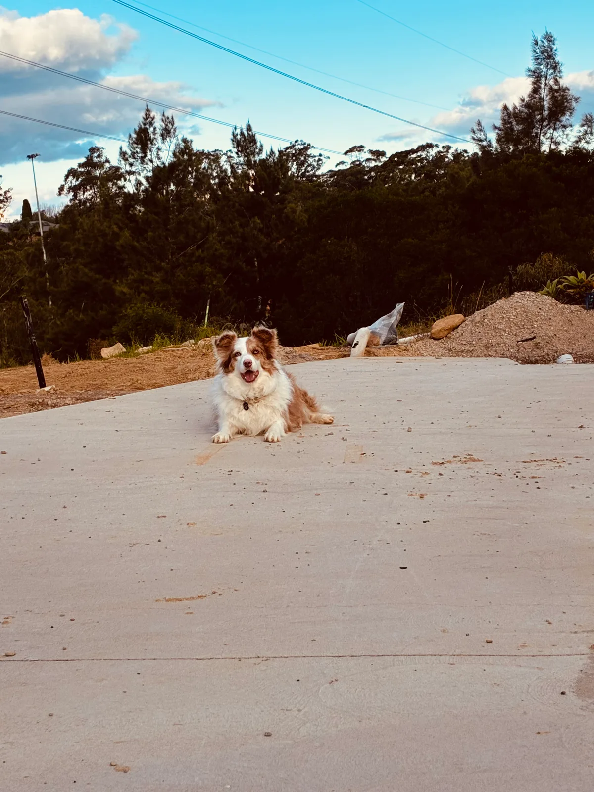 Shelby, photo 4