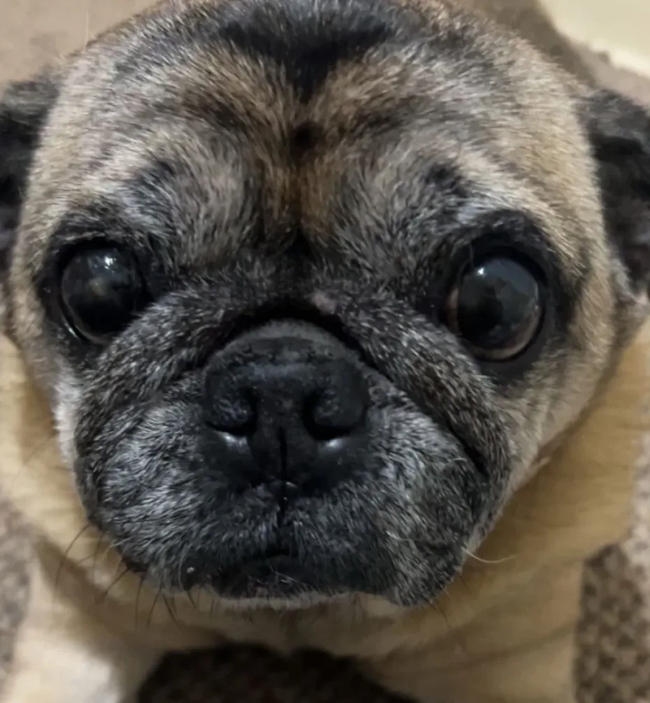 Portrait of Toby