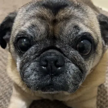 Photo of Toby