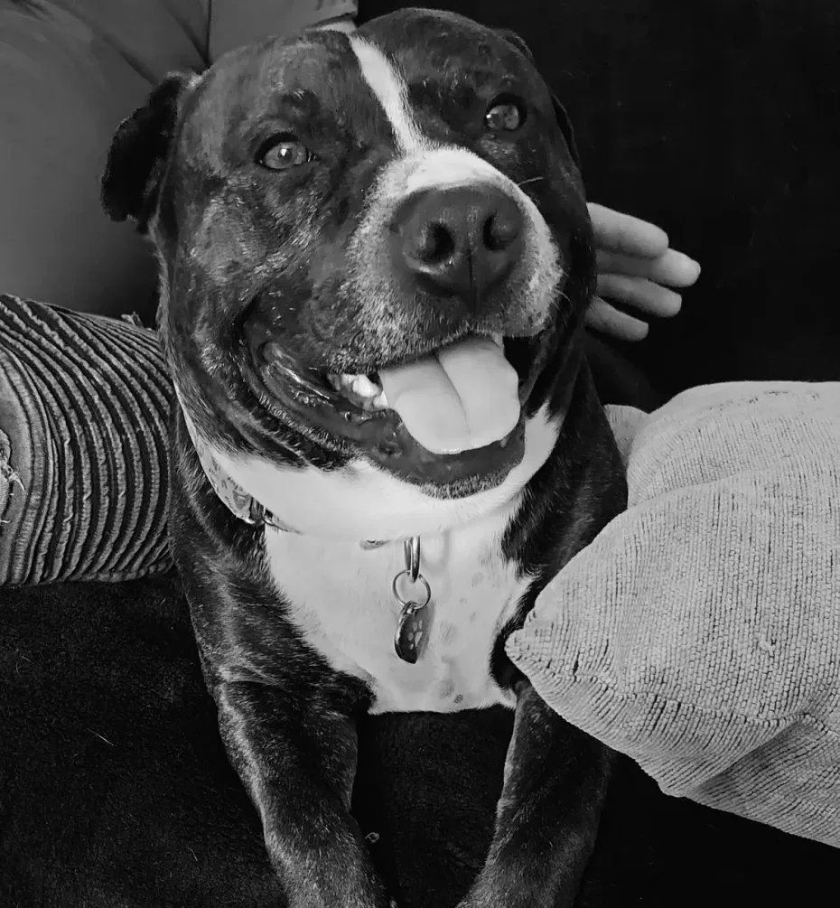 Portrait of Mr Pinkles