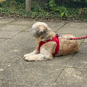 Photo of Kopper