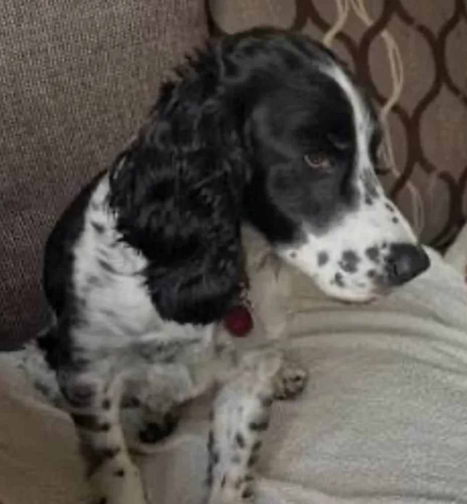 Portrait of Baily