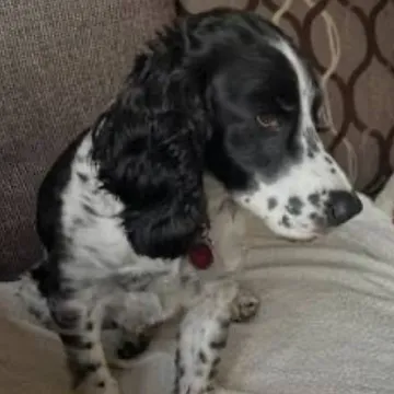 Photo of Baily