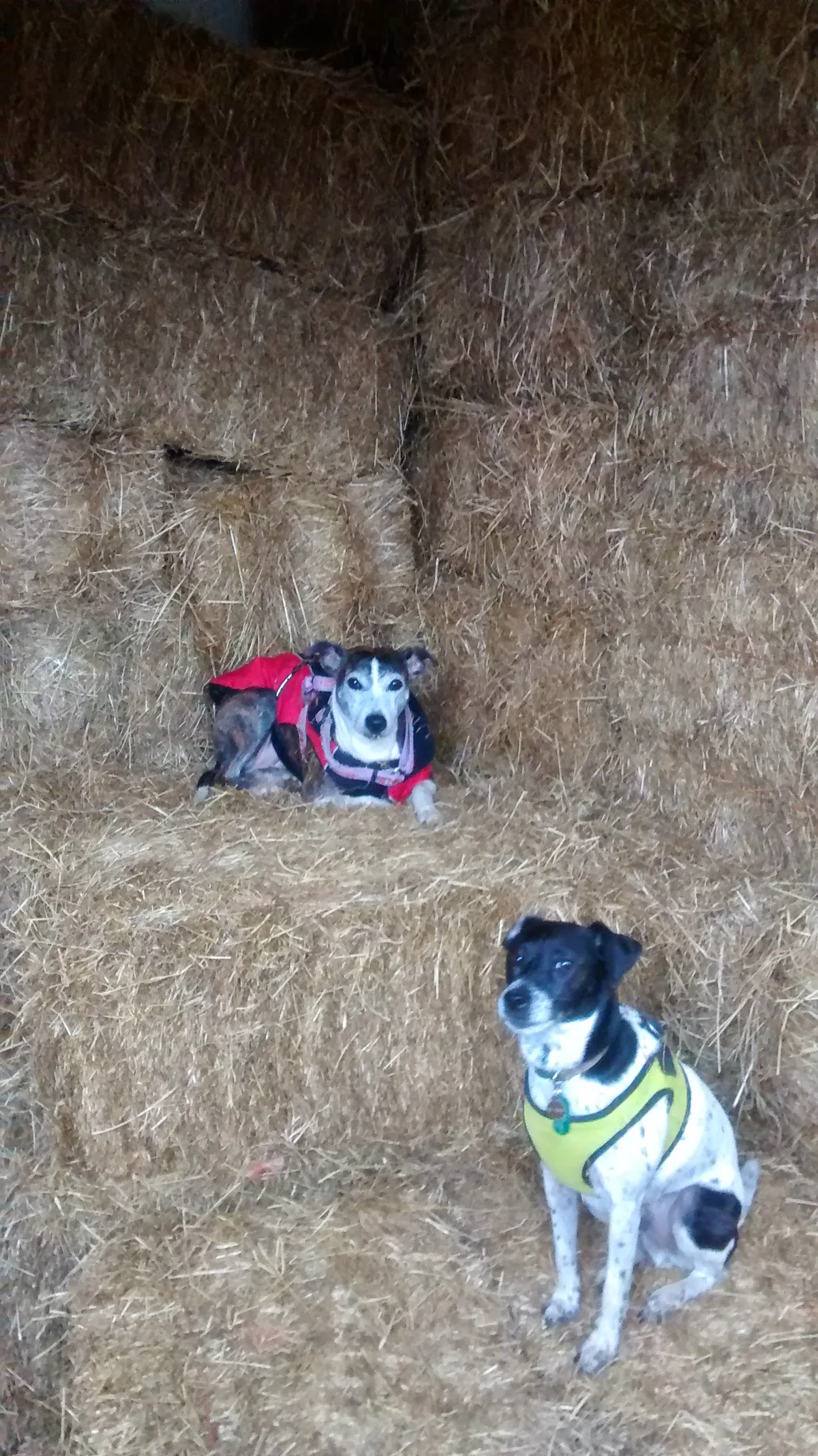 Peanut, Snoopy, Bluebell & Harold, photo 2