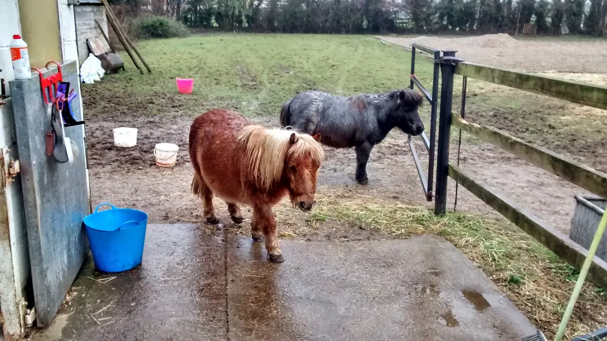 Peanut, Snoopy, Bluebell & Harold, photo 3