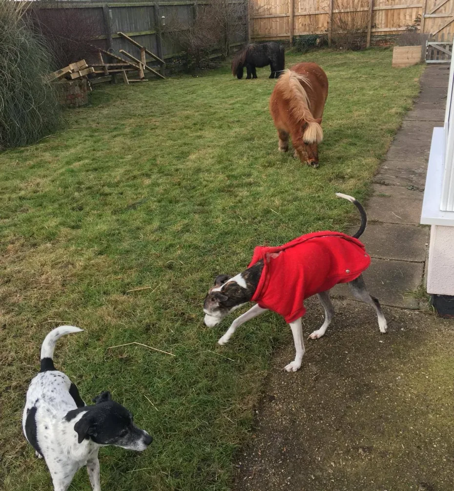 Portrait of Peanut, Snoopy, Bluebell & Harold
