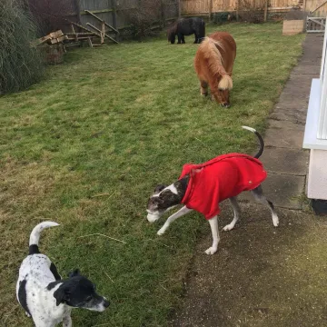 Photo of Peanut, Snoopy, Bluebell & Harold
