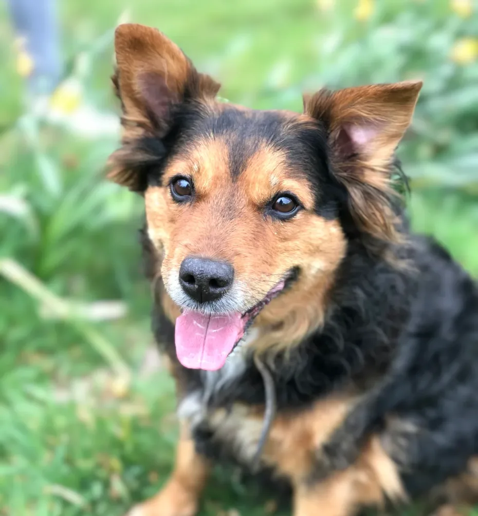 Portrait of Honey