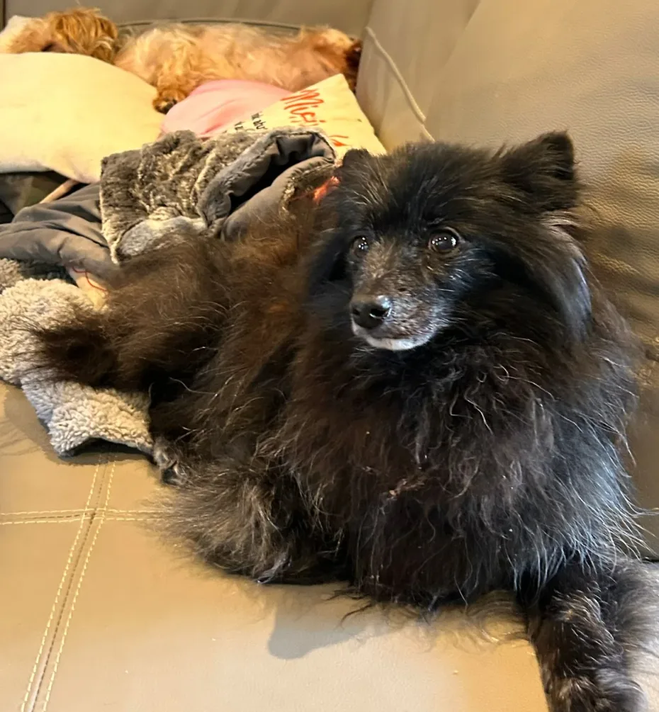 Portrait of Ebony