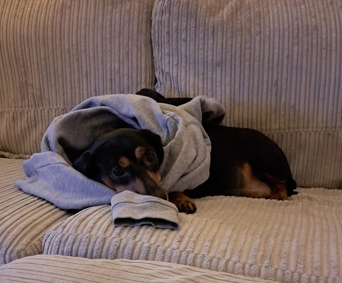 Darcey, photo 3