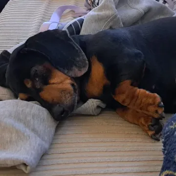 Photo of Darcey