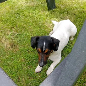 Photo of Max
