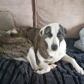 Photo of Willow