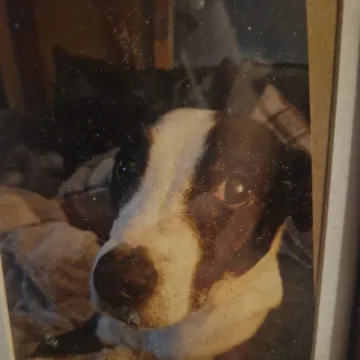 Photo of Tilly