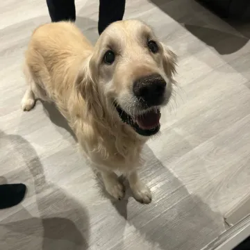 Photo of Shadow