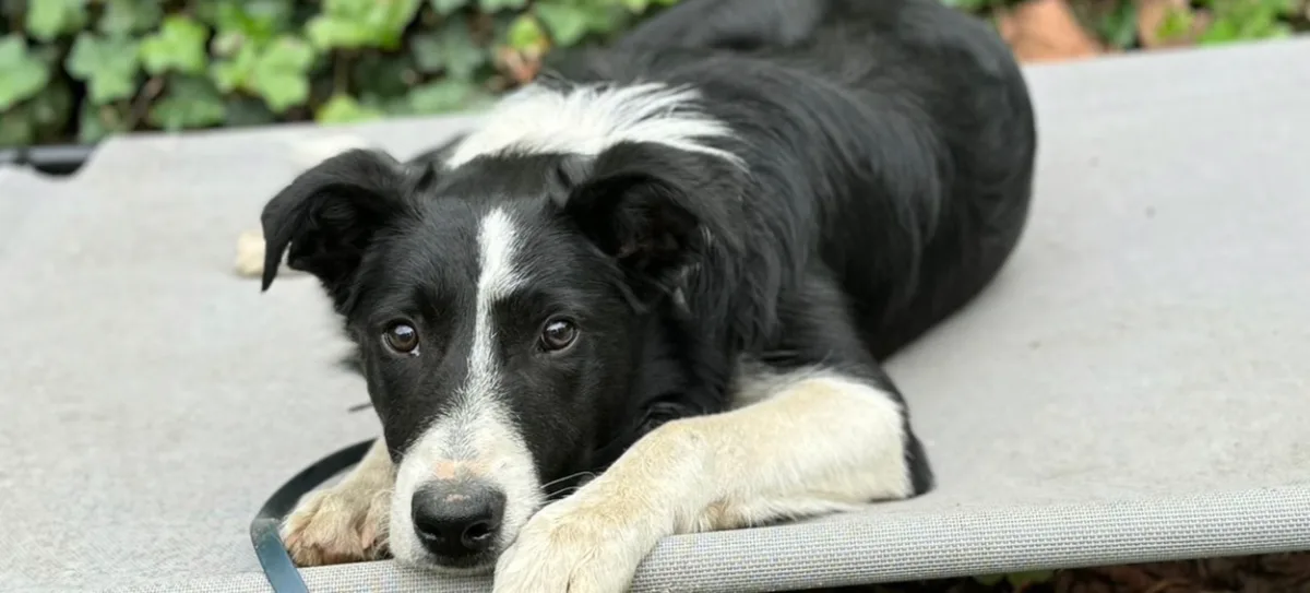 Sadie, photo 2