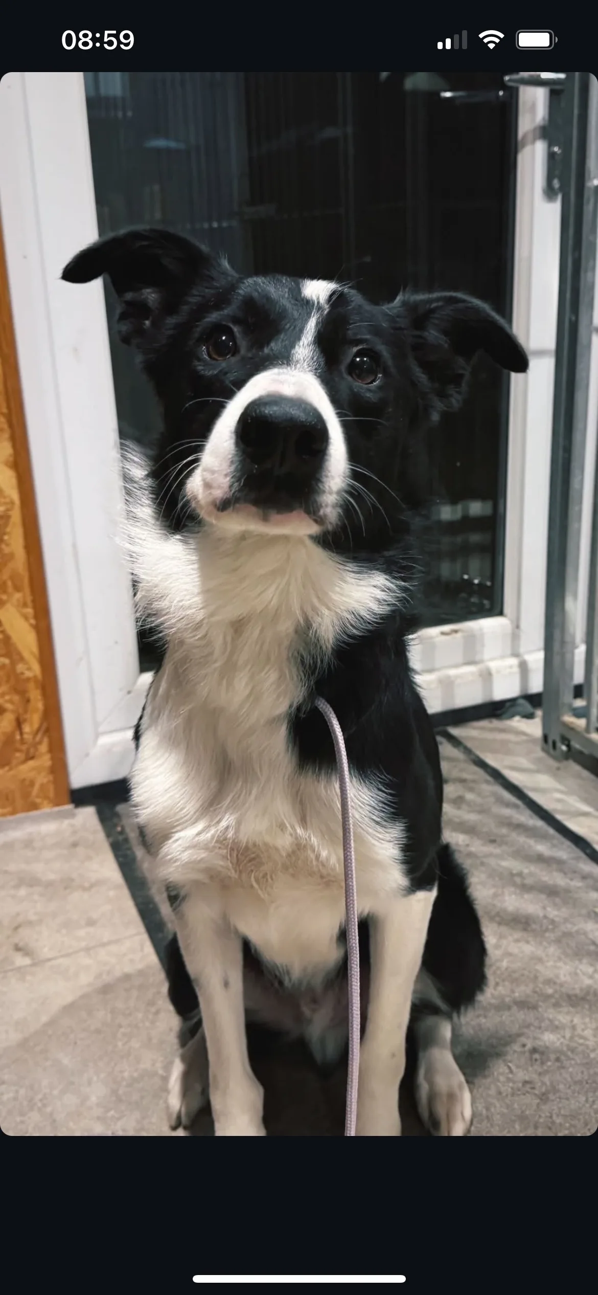 Sadie, photo 3