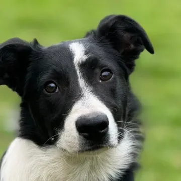 Photo of Sadie