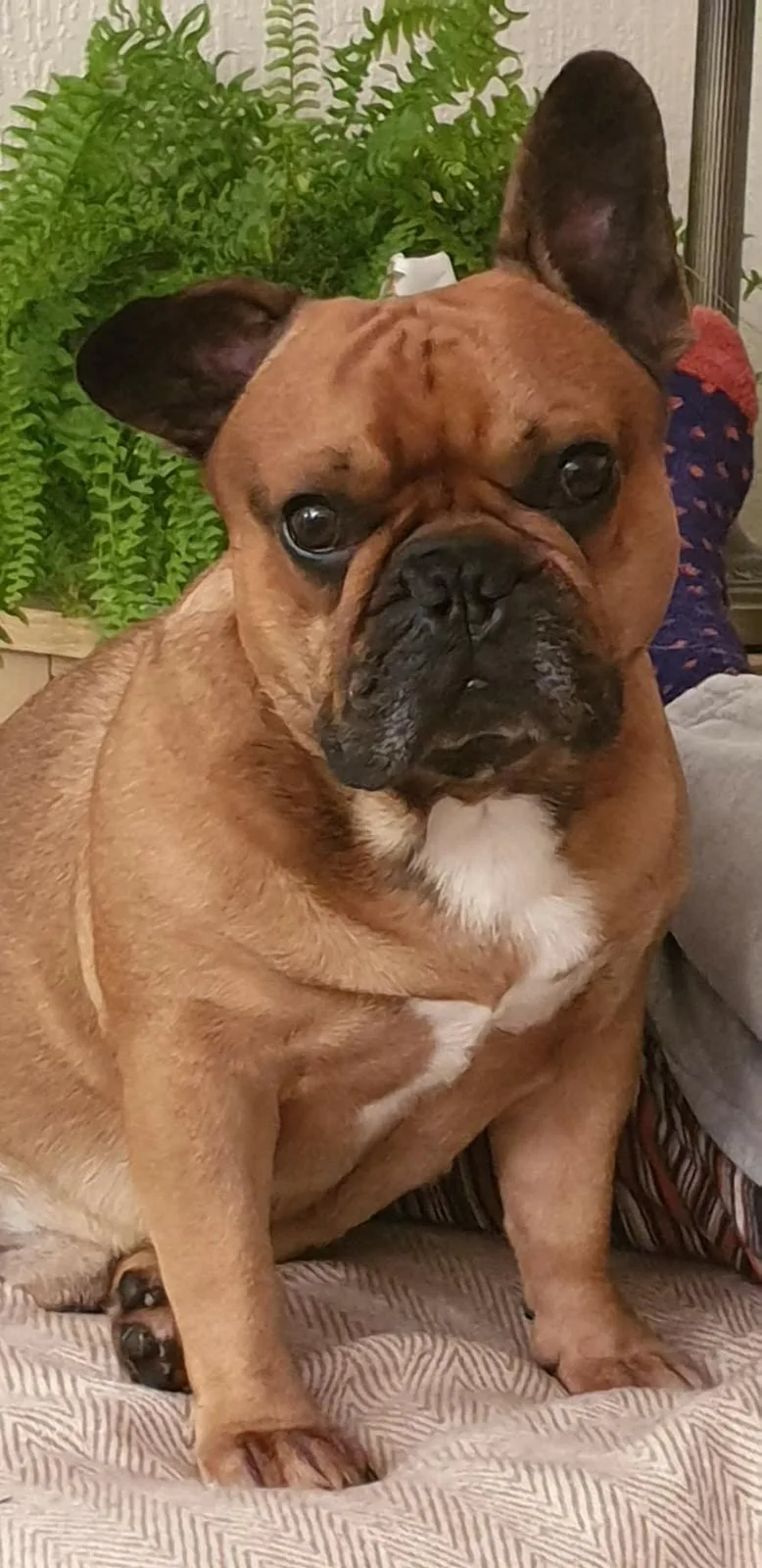 Winston, photo 2