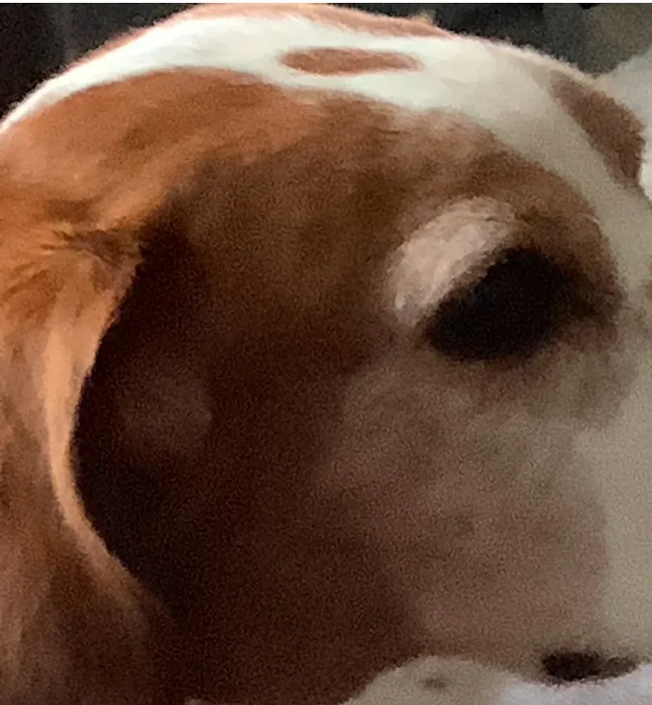 Portrait of Bam