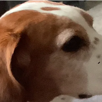 Photo of Bam