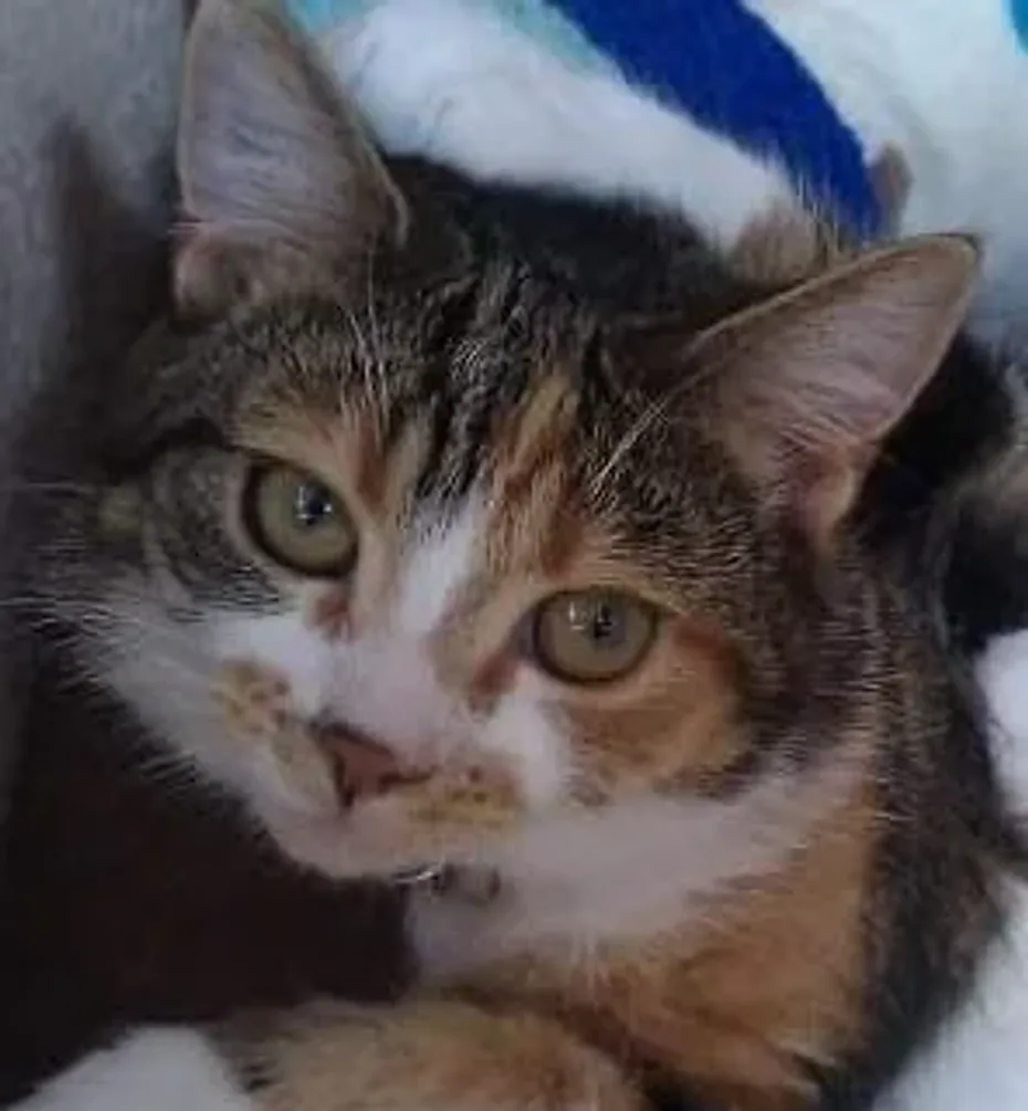 Portrait of Cleo